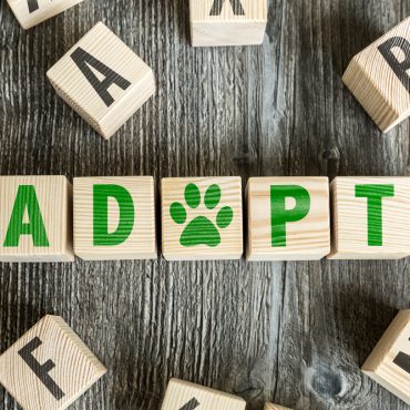 pet adoption