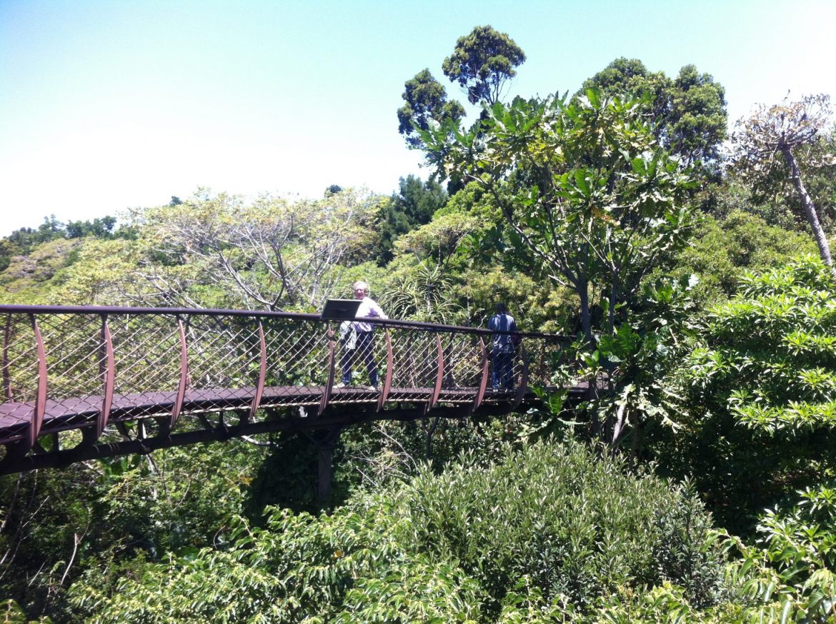 Bridge Kirstenbosch Botanical Gardens